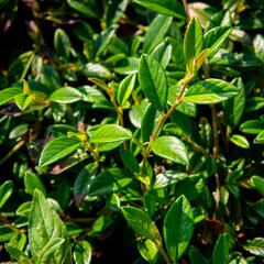 Skalník vrbolistý 'Bella' - Cotoneaster salicifolius 'Bella'