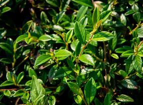 Skalník vrbolistý 'Bella' - Cotoneaster salicifolius 'Bella'