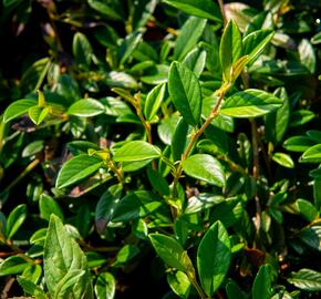 Skalník vrbolistý 'Bella' - Cotoneaster salicifolius 'Bella'