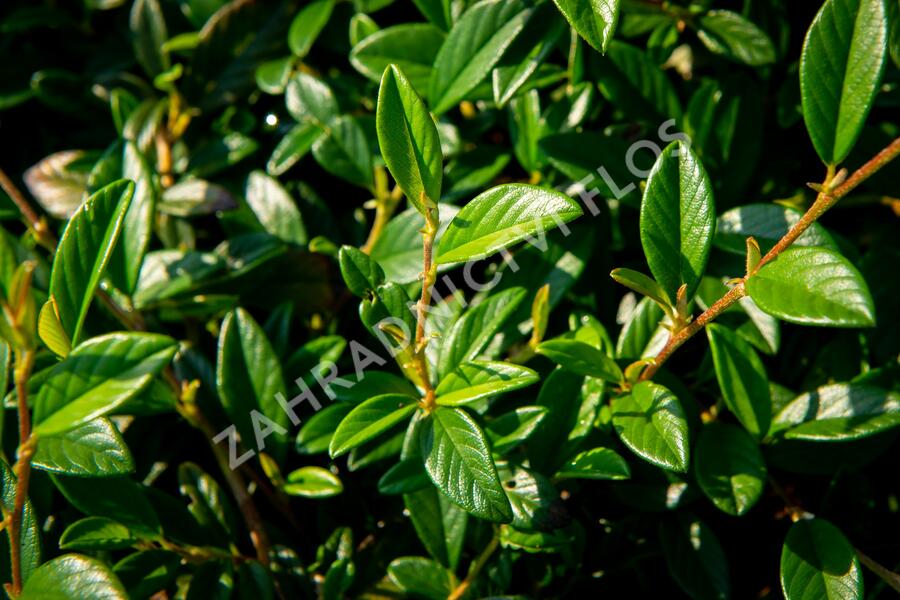 Skalník vrbolistý 'Bella' - Cotoneaster salicifolius 'Bella'
