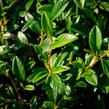 Skalník vrbolistý 'Bella' - Cotoneaster salicifolius 'Bella'