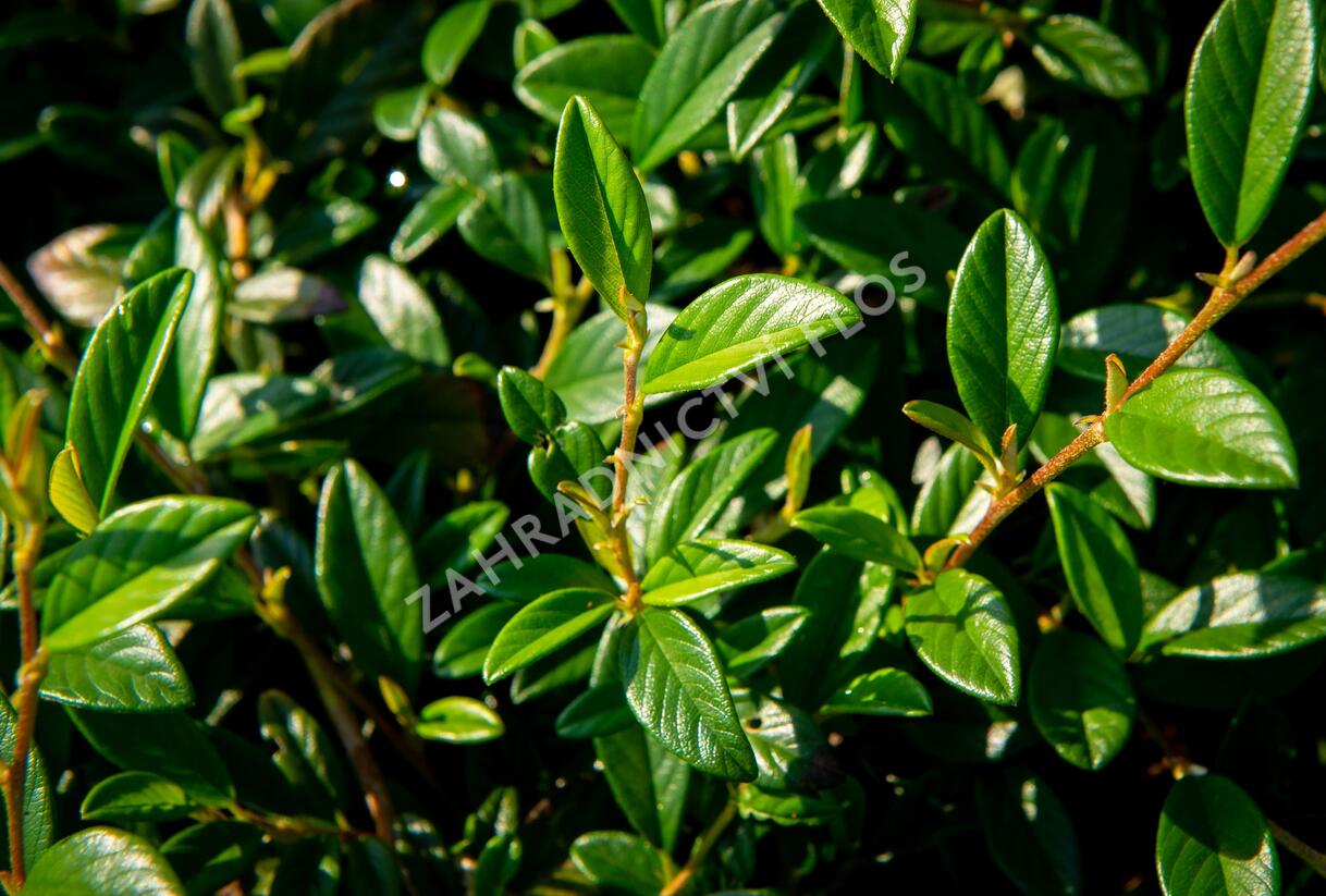 Skalník vrbolistý 'Bella' - Cotoneaster salicifolius 'Bella'