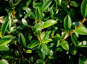 Skalník vrbolistý 'Bella' - Cotoneaster salicifolius 'Bella'