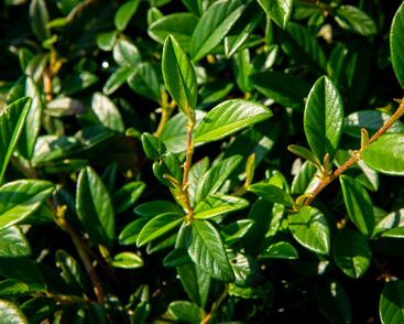 Skalník vrbolistý 'Bella'