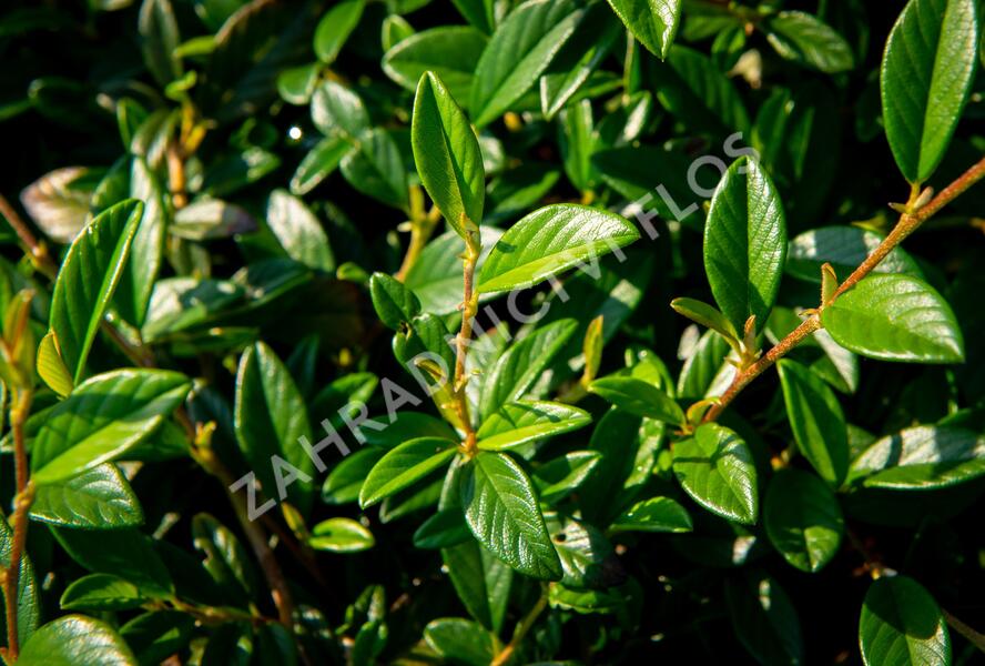 Skalník vrbolistý 'Bella' - Cotoneaster salicifolius 'Bella'