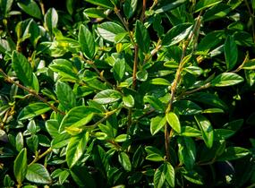 Skalník vrbolistý 'Bella' - Cotoneaster salicifolius 'Bella'