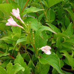 Vajgélie květnatá 'Marjorie' - Weigela florida 'Marjorie'