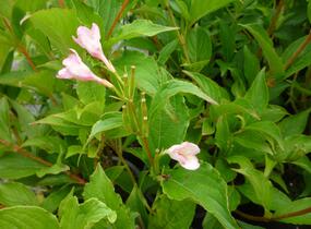 Vajgélie květnatá 'Marjorie' - Weigela florida 'Marjorie'