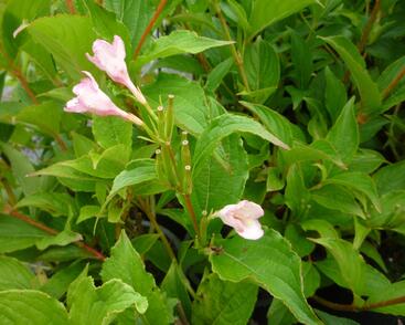 Vajgélie květnatá 'Marjorie'