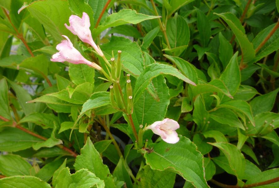 Vajgélie květnatá 'Marjorie' - Weigela florida 'Marjorie'