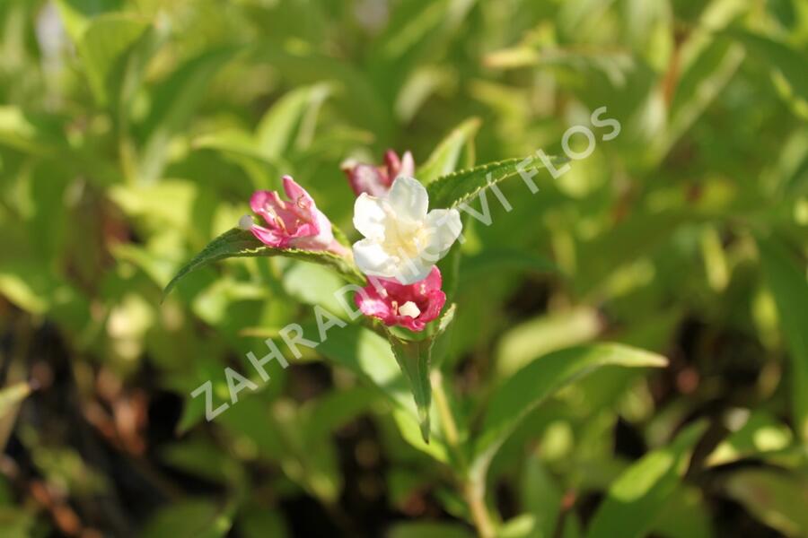 Vajgélie květnatá 'Marjorie' - Weigela florida 'Marjorie'