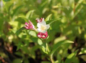 Vajgélie květnatá 'Marjorie' - Weigela florida 'Marjorie'