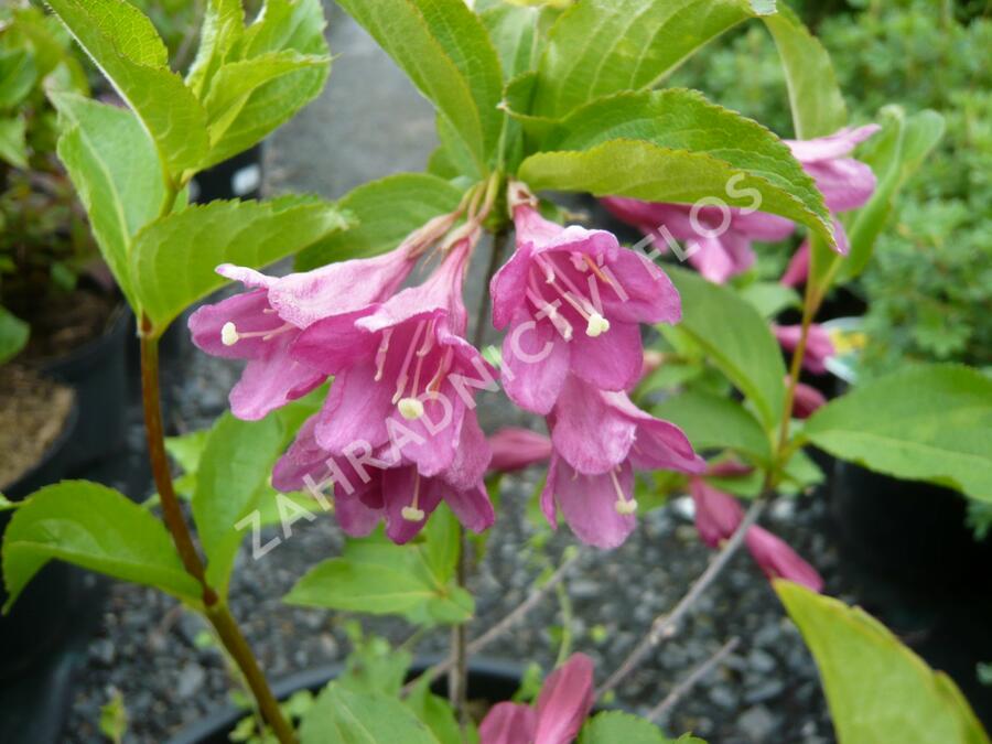 Vajgélie 'Korea' - Weigela 'Korea'