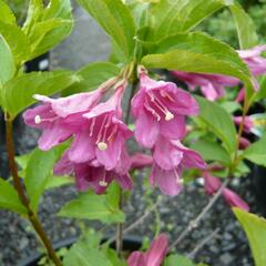 Vajgélie 'Korea' - Weigela 'Korea'