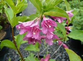 Vajgélie květnatá 'Korea' - Weigela florida 'Korea'