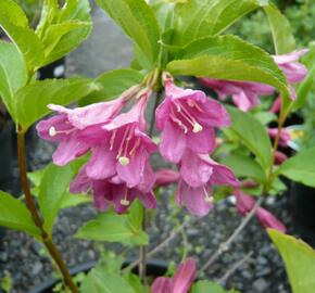 Vajgélie 'Korea' - Weigela 'Korea'