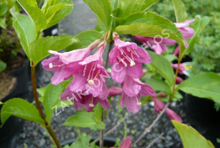 Vajgélie květnatá 'Korea' - Weigela florida 'Korea'