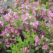 Vajgélie 'Korea' - Weigela 'Korea'