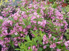 Vajgélie květnatá 'Korea' - Weigela florida 'Korea'