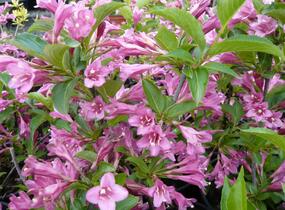 Vajgélie květnatá 'Korea' - Weigela florida 'Korea'