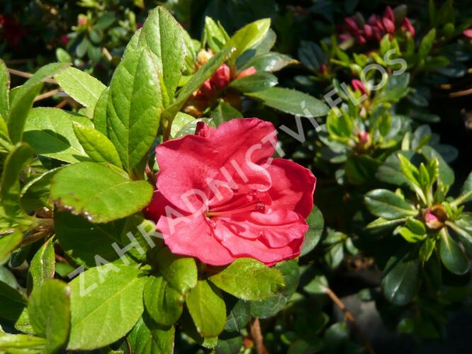 Azalka japonská 'Geisha Orange' - Azalea japonica 'Geisha Orange'