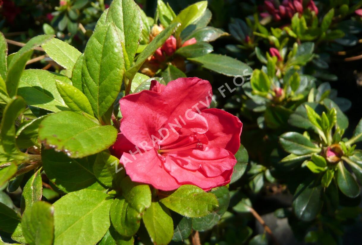 Azalka japonská 'Geisha Orange' - Azalea japonica 'Geisha Orange'