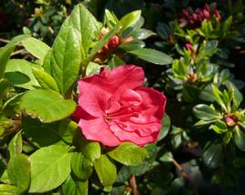 Azalka japonská 'Geisha Orange'