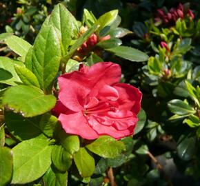 Azalka japonská 'Geisha Orange' - Azalea japonica 'Geisha Orange'