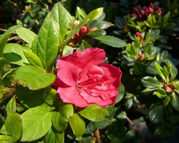 Azalka japonská 'Geisha Orange'