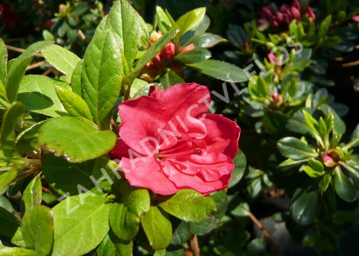 Azalka japonská 'Geisha Orange' - Azalea japonica 'Geisha Orange'