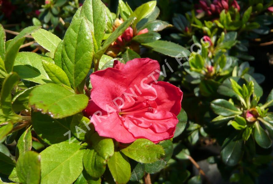 Azalka japonská 'Geisha Orange' - Azalea japonica 'Geisha Orange'