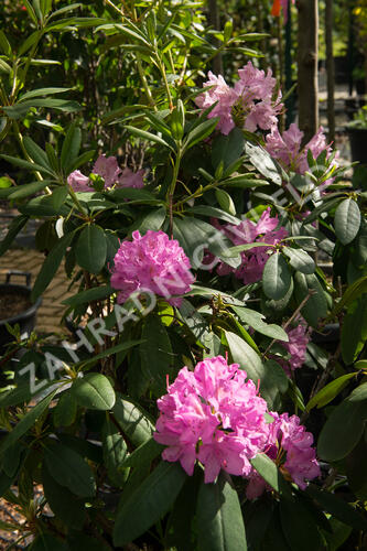 Pěnišník 'Roseum Elegans' - Rhododendron (T) 'Roseum Elegans'