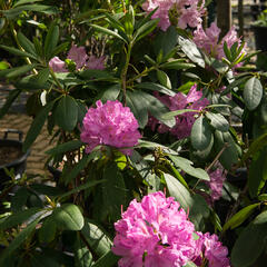 Pěnišník 'Roseum Elegans' - Rhododendron (T) 'Roseum Elegans'