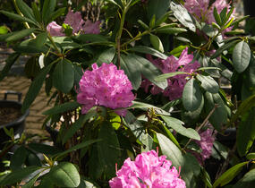 Pěnišník 'Roseum Elegans' - Rhododendron (T) 'Roseum Elegans'