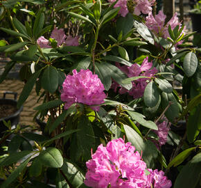 Pěnišník 'Roseum Elegans' - Rhododendron (T) 'Roseum Elegans'