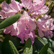 Pěnišník 'Roseum Elegans' - Rhododendron (T) 'Roseum Elegans'