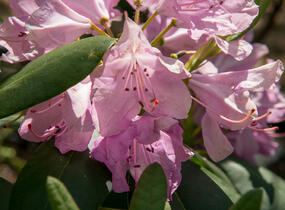Pěnišník 'Roseum Elegans' - Rhododendron (T) 'Roseum Elegans'