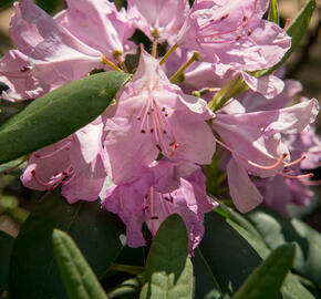 Pěnišník 'Roseum Elegans' - Rhododendron (T) 'Roseum Elegans'