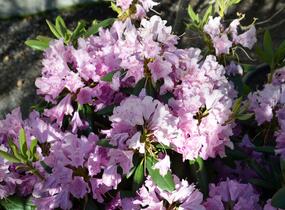 Pěnišník 'Roseum Elegans' - Rhododendron (T) 'Roseum Elegans'
