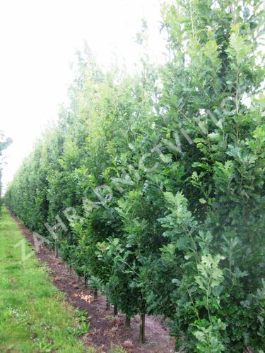 Dub letní 'Fastigiata Koster' - Quercus robur 'Fastigiata Koster'