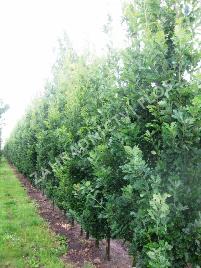 Dub letní 'Fastigiata Koster' - Quercus robur 'Fastigiata Koster'