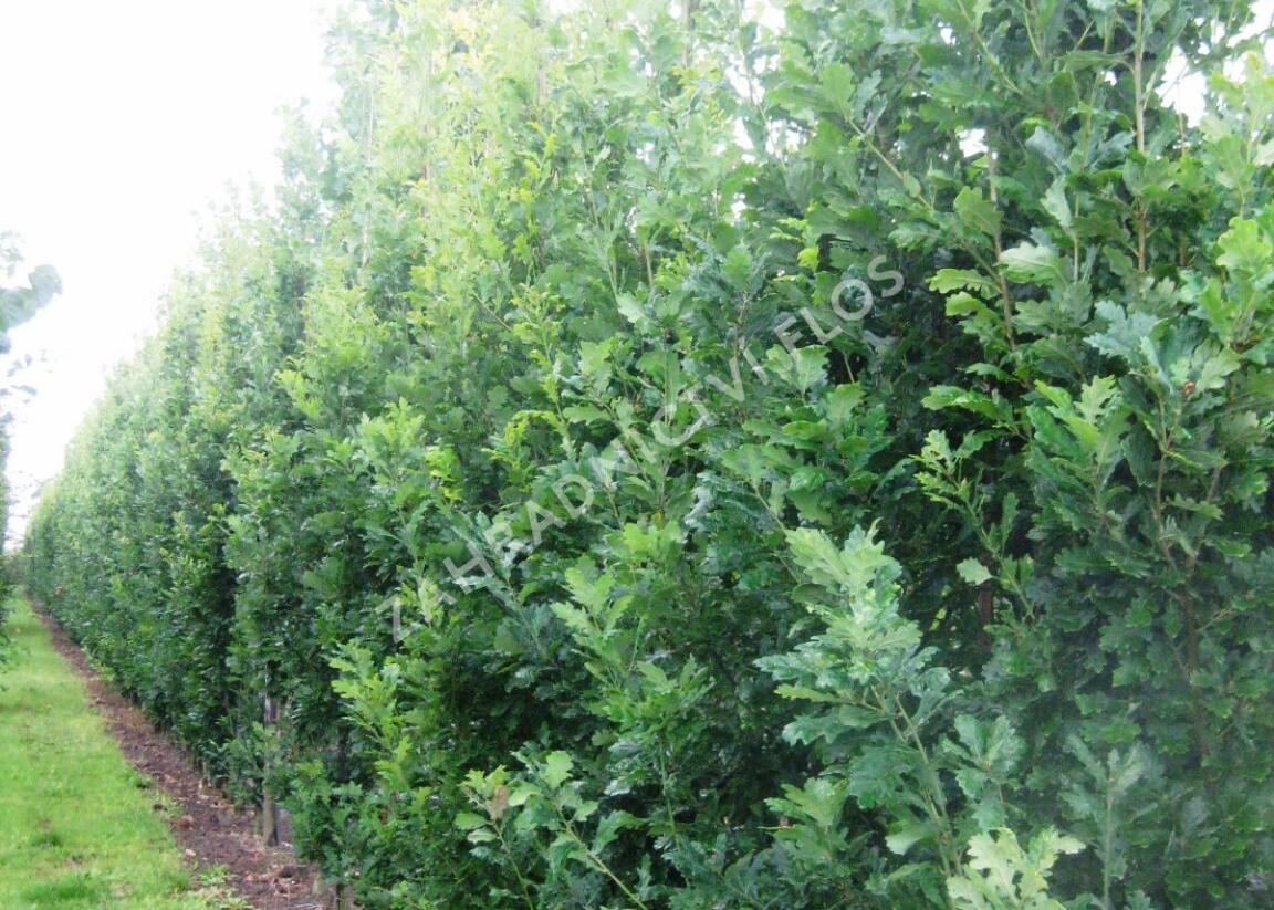 Dub letní 'Fastigiata Koster' - Quercus robur 'Fastigiata Koster'