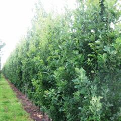 Dub letní 'Fastigiata Koster' - Quercus robur 'Fastigiata Koster'