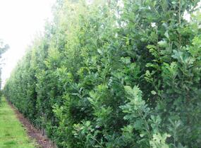 Dub letní 'Fastigiata Koster' - Quercus robur 'Fastigiata Koster'