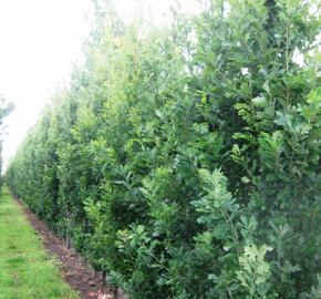 Dub letní 'Fastigiata Koster' - Quercus robur 'Fastigiata Koster'