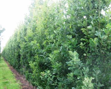 Dub letní 'Fastigiata Koster'