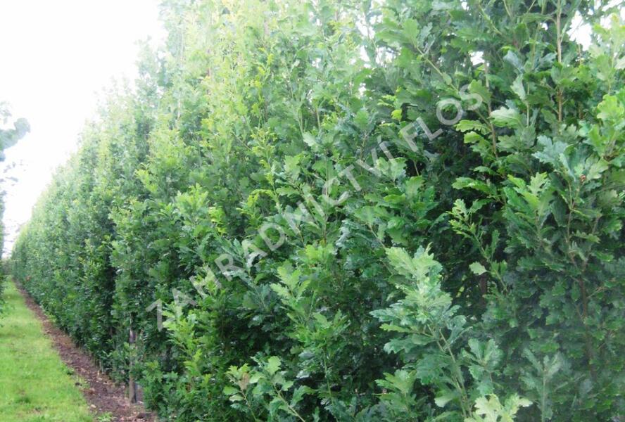 Dub letní 'Fastigiata Koster' - Quercus robur 'Fastigiata Koster'
