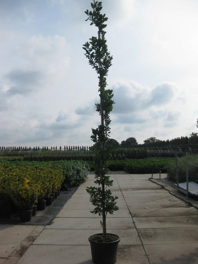 Dub letní 'Fastigiata Koster' - Quercus robur 'Fastigiata Koster'