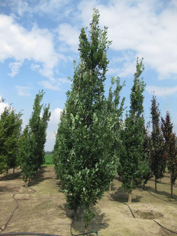 Dub letní 'Fastigiata Koster' - Quercus robur 'Fastigiata Koster'