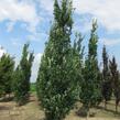 Dub letní 'Fastigiata Koster' - Quercus robur 'Fastigiata Koster'